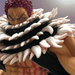 Figurine One Piece - Katakuri-Manga Shop-Manga Shop
